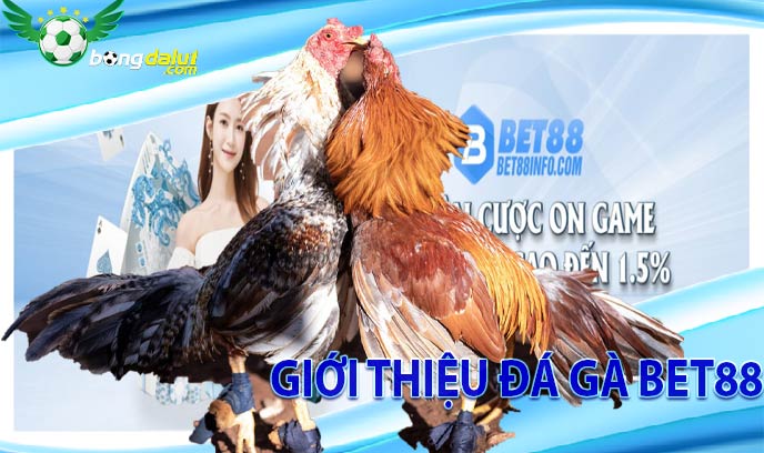 Giới thiệu đá gà Bet88